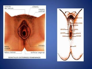 Cómo ocurre??En promedio, los niños entran en la pubertad 2 años después que las niñas. En ese momento, la glándula pituitaria y el Hipotálamo en el cerebro (glándulas endocrinas) comienzan a enviar nuevas hormonas que desencadenan los cambios de la pubertad.