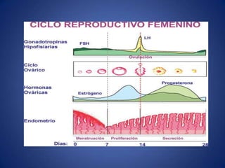 Qué produce esta secreción en el cuerpo de los jóvenes??Los niños de ambos sexos generalmente experimentan incrementos repentinos de estatura y peso. Las hormonas regulan y ayudan a determinar la constitución del cuerpo de la persona (ya sea que la persona tenga tendencia a ser alta o baja, delgada o gorda, etc.)