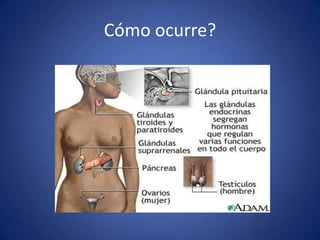 Está asociada con un crecimiento rápido y la aparición de las características sexuales secundarias.