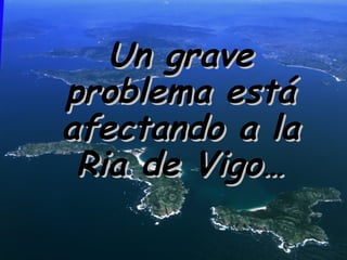 Un grave
problema está
afectando a la
 Ria de Vigo…
 