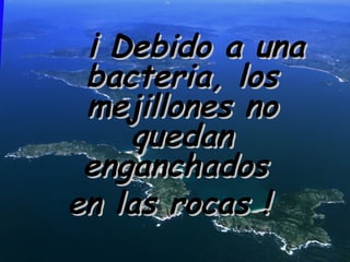 ¡ Debido a una
 bacteria, los
 mejillones no
    quedan
 enganchados
en las rocas !
 
