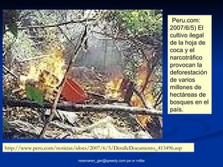 ( Peru.com: 2007/6/5) El cultivo ilegal de la hoja de coca y el narcotráfico provocan la deforestación de varios millones de  hectáreas de bosques en el país. http://www.peru.com/noticias/idocs/2007/6/5/DetalleDocumento_413496.asp 