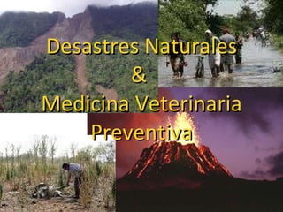 Desastres Naturales &  Medicina Veterinaria Preventiva 