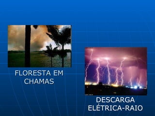 FLORESTA EM CHAMAS DESCARGA ELÉTRICA-RAIO 