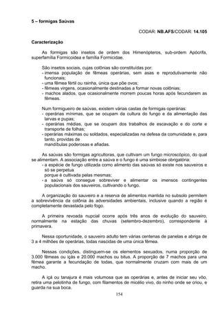 5 – formigas Saúvas
CODAR: NB.AFS/CODAR: 14.105
Caracterização
As formigas são insetos de ordem dos Himenópteros, sub-ordem Apócrifa,
superfamília Formicoidea e família Formicidae.
São insetos sociais, cujas colônias são constituídas por:
- imensa população de fêmeas operárias, sem asas e reprodutivamente não
funcionais;
- uma fêmea fértil ou rainha, única que põe ovos;
- fêmeas virgens, ocasionalmente destinadas a formar novas colônias;
- machos alados, que ocasionalmente morrem poucas horas após fecundarem as
fêmeas.
Num formigueiro de saúvas, existem várias castas de formigas operárias:
- operárias mínimas, que se ocupam da cultura do fungo e da alimentação das
larvas e pupas;
- operárias médias, que se ocupam dos trabalhos de escavação e do corte e
transporte de folhas;
- operárias máximas ou soldados, especializadas na defesa da comunidade e, para
tanto, providas de
mandíbulas poderosas e afiadas.
As saúvas são formigas agricultoras, que cultivam um fungo microscópico, do qual
se alimentam. A associação entre a saúva e o fungo é uma simbiose obrigatória:
- a espécie de fungo utilizada como alimento das saúvas só existe nos sauveiros e
só se perpetua
porque é cultivada pelas mesmas;
- a saúva só consegue sobreviver e alimentar os imensos contingentes
populacionais dos sauveiros, cultivando o fungo.
A organização do sauveiro e a reserva de alimentos mantida no subsolo permitem
a sobrevivência da colônia às adversidades ambientais, inclusive quando a região é
completamente devastada pelo fogo.
A primeira revoada nupcial ocorre após três anos de evolução do sauveiro,
normalmente na estação das chuvas (setembro-dezembro), correspondente á
primavera.
Nessa oportunidade, o sauveiro adulto tem várias centenas de panelas e abriga de
3 a 4 milhões de operárias, todas nascidas de uma única fêmea.
Nessas condições, distinguem-se os elementos sexuados, numa proporção de
3.000 fêmeas ou içás e 20.000 machos ou bitus. A proporção de 7 machos para uma
fêmea garante a fecundação de todas, que normalmente cruzam com mais de um
macho.
A içá ou tanajura é mais volumosa que as operárias e, antes de iniciar seu vôo,
retira uma pelotinha de fungo, com filamentos de micélio vivo, do ninho onde se criou, e
guarda na sua boca.
154
 