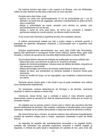 Os machos morrem logo após o vôo nupcial e as fêmeas, uma vez fertilizadas,
voltam ao solo, libertam-se das asas e dão inicio ao novo sauveiro.
Durante seis a dez horas, a içá:
- perfura um canal com aproximadamente 10 cm de profundidade por 1 cm de
diâmetro, em local livre de vegetação, retirando e transportando os grãos de terra
para a superfície;
- alarga a extremidade do canal, cavando uma câmara ou panela, com
aproximadamente 2,5 cm de raio;
- entope o canal de cima para baixo, de forma que, concluído o trabalho,
permanece isolada do mundo exterior, na câmara recém-construída.
A içá nunca mais retornará à superfície do solo, em condições naturais.
A colônia permanecerá isolada por três a quatro meses e somente quando a
população de operárias ultrapassar cinqüenta, a comunicação com a superfície será
restabelecida.
Estudos experimentais demonstraram que, para cada 6.000 içás fecundadas,
apenas três sobrevivem e conseguem fundar novas colônias. Apesar disso, após cada
revoada, o número de sauveiros de uma área determinada tende a crescer 250%.
Os principias fatores naturais de limitação da proliferação de novas colônias são:
- ataque das aves, que devoram as içás no ar, durante a revoada;
- ataque de inúmeros predadores, inclusive aves de hábitos terrestres, enquanto as
içás escavam o canal inicial;
- ataque de formigas carnívoras e de animais subterrâneos à câmara inicial;
- ataque de tatus, que pressentem as câmaras isoladas e escavam túneis para
devorá-las;
- morte do micélio do fungo, ao ser regurgitado, que inviabiliza o desenvolvimento
da colônia.
Somente quinze meses após o vôo inicial é que se pode considerar uma colônia
como devidamente estabelecida.
Os tamanduás, embora alimentem-se de formigas e de térmitas, raramente
destroem a colônia ou atacam a rainha-mãe.
Conclui-se, dessa forma, que o combate à saúva é mais eficiente quando
desenvolvido contra os sauveiros em fase de desenvolvimento, antes que se iniciem as
revoadas núpcias.
Os vegetais que as saúvas cortam e levam para o interior dos sauveiros não lhes
servem diretamente de alimento. São cortados, mascados e transformados numa massa
esponjosa, utilizada como canteiro para plantar o fungo que serve de alimento á colônia.
Da mesma forma que o homem, as saúvas cultivam seus alimentos transplantando
micélios de canteiros antigos para a massa esponjoso, preparada a partir de folhas
frescas.
As esponjas de vegetais são constantemente renovadas e os vegetais recém-
cortados são colocados nas camadas superiores, enquanto a matéria vegetal, já
esgotada, é retirada da parte basal e depositada em panelas de lixo, para onde são
155
 