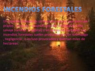 INCENDIOS FORESTALESUn incendio forestal es un desastre natural que destruye prados , bosques, causando grandes pérdidas en vida salvaje ( animal  y vegetal) y en ocasiones humanas. Los incendios forestales suelen producirse por un relámpago , negligencia , o incluso provocados y queman miles de hectáreas. 