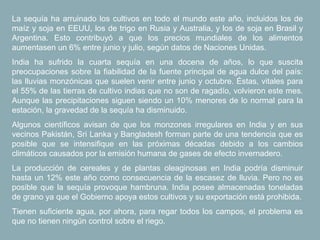 La sequía ha arruinado los cultivos en todo el mundo este año, incluidos los de
maíz y soja en EEUU, los de trigo en Rusia y Australia, y los de soja en Brasil y
Argentina. Esto contribuyó a que los precios mundiales de los alimentos
aumentasen un 6% entre junio y julio, según datos de Naciones Unidas.
India ha sufrido la cuarta sequía en una docena de años, lo que suscita
preocupaciones sobre la fiabilidad de la fuente principal de agua dulce del país:
las lluvias monzónicas que suelen venir entre junio y octubre. Éstas, vitales para
el 55% de las tierras de cultivo indias que no son de ragadío, volvieron este mes.
Aunque las precipitaciones siguen siendo un 10% menores de lo normal para la
estación, la gravedad de la sequía ha disminuido.
Algunos científicos avisan de que los monzones irregulares en India y en sus
vecinos Pakistán, Sri Lanka y Bangladesh forman parte de una tendencia que es
posible que se intensifique en las próximas décadas debido a los cambios
climáticos causados por la emisión humana de gases de efecto invernadero.
La producción de cereales y de plantas oleaginosas en India podría disminuir
hasta un 12% este año como consecuencia de la escasez de lluvia. Pero no es
posible que la sequía provoque hambruna. India posee almacenadas toneladas
de grano ya que el Gobierno apoya estos cultivos y su exportación está prohibida.
Tienen suficiente agua, por ahora, para regar todos los campos, el problema es
que no tienen ningún control sobre el riego.
 