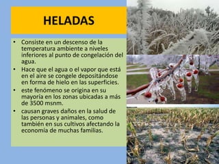 HELADAS
• Consiste en un descenso de la
temperatura ambiente a niveles
inferiores al punto de congelación del
agua.
• Hace que el agua o el vapor que está
en el aire se congele depositándose
en forma de hielo en las superficies.
• este fenómeno se origina en su
mayoría en los zonas ubicadas a más
de 3500 msnm.
• causan graves daños en la salud de
las personas y animales, como
también en sus cultivos afectando la
economía de muchas familias.
 