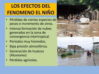 LOS EFECTOS DEL
FENOMENO EL NIÑO
• Pérdidas de ciertas especies de
peces e incremento de otras.
• Intensa formación de nubes
generadas en la zona de
convergencia intertropical.
• Periodos muy húmedos.
• Baja presión atmosférica.
• Generación de huaicos
(Aluviones)
• Pérdidas agrícolas.
 