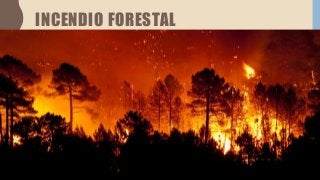 INCENDIO FORESTAL
 