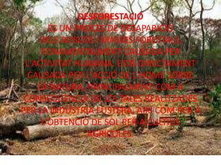 DESFORESTACIÓ
ÉS UN PROCÉS DE DESAPARICIÓ
DELS BOSCOS I MASSES FORESTALS,
FONAMENTALMENT CAUSADA PER
L'ACTIVITAT HUMANA. ESTÀ DIRECTAMENT
CAUSADA PER L'ACCIÓ DE L'HOME SOBRE
LA NATURA, PRINCIPALMENT COM A
CONSEQÜÈNCIA DE LES TALES REALITZADES
PER LA INDÚSTRIA FUSTERA, AIXÍ COM PER A
L'OBTENCIÓ DE SÒL PER A CULTIUS
AGRÍCOLES.
 