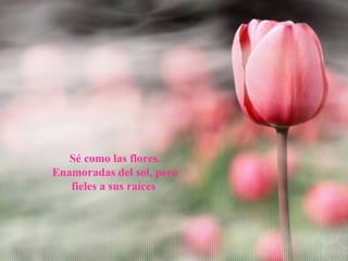 Sé como las flores.
Enamoradas del sol, pero
fieles a sus raíces
 