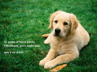 Se como el buen perro.
Obediente, pero nada más
que a su señor.
 