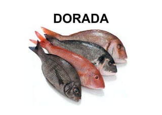 DORADA
 