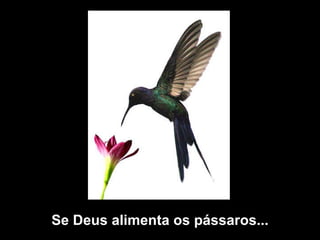 Se Deus alimenta os pássaros...