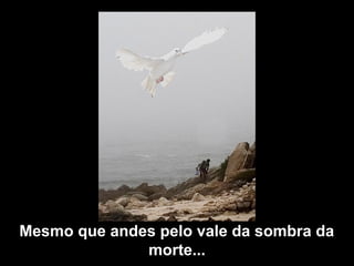 Mesmo que andes pelo vale da sombra da
morte...
 