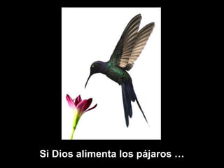 Si Dios alimenta los pájaros … 