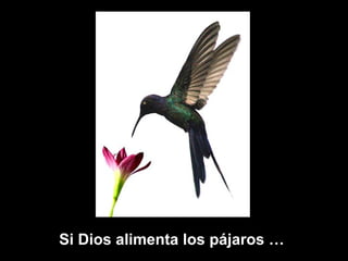 Si Dios alimenta los pájaros …
 