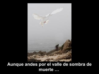 Aunque andes por el valle de sombra de
muerte …
 