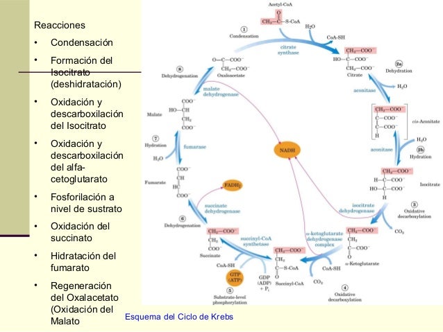 Descarboxilacion y ciclo de krebs 2014