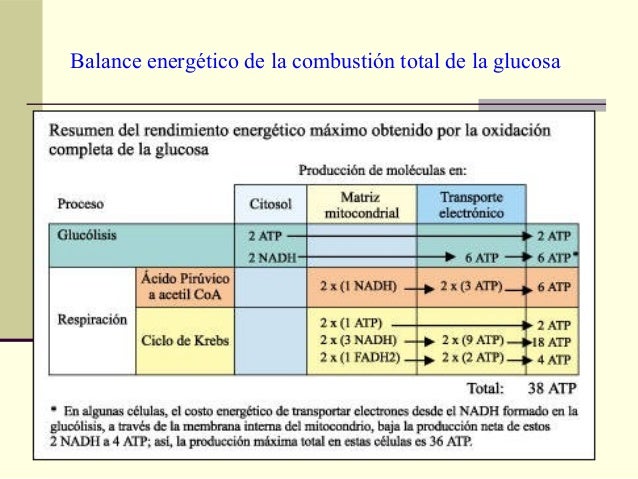 Descarboxilacion y ciclo de krebs 2014