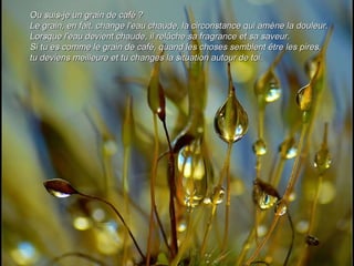 Ou suis-je un grain de café ?  Le grain, en fait, change l'eau chaude, la circonstance qui amène la douleur. Lorsque l'eau devient chaude, il relâche sa fragrance et sa saveur.  Si tu es comme le grain de café, quand les choses semblent être les pires, tu deviens meilleure et tu changes la situation autour de toi.   