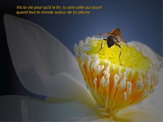 Vis ta vie pour qu'à la fin, tu sois celle qui sourit  quand tout le monde autour de toi pleure.  