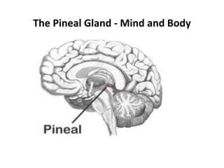 The Pineal Gland - Mind and Body
 