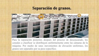 Para la separación posterior, después del proceso de descascarado, los
cereales a clasificar se distribuyen uniformemente entre las cámaras de la
máquina. Por medio de unos movimientos de elevación uniformes, los
granos son separados por su peso específico.
Separación de granos.
 