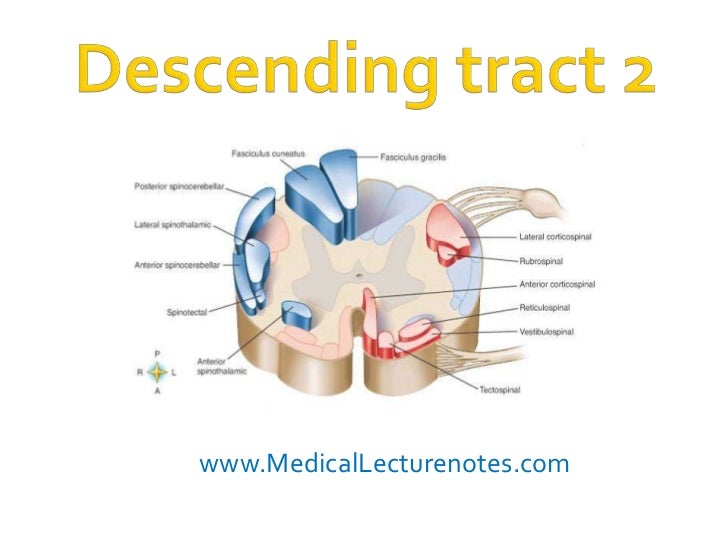 Descending tract 2 diagram of sensory pathway 