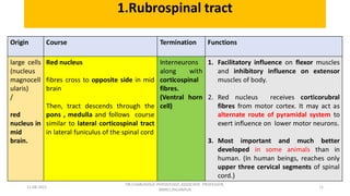 Descending tracts- Central Nervous System
