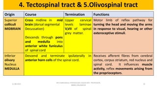 Descending tracts- Central Nervous System