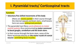 Descending tracts- Central Nervous System