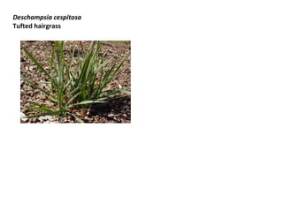 Deschampsia cespitosa
Tufted hairgrass

 