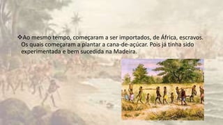 Ao mesmo tempo, começaram a ser importados, de África, escravos.
Os quais começaram a plantar a cana-de-açúcar. Pois já tinha sido
experimentada e bem sucedida na Madeira.
 