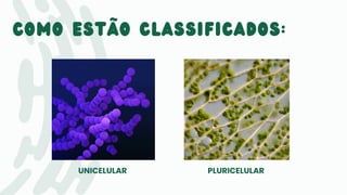 Como estão classificados:
UNICELULAR PLURICELULAR
 