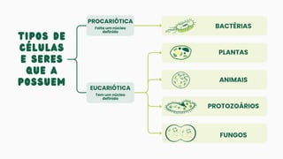 tipos de
células
E SERES
QUE A
POSSUEM
PROCARIÓTICA
Falta um núcleo
definido
EUCARIÓTICA
Tem um núcleo
definido
ANIMAIS
PLANTAS
PROTOZOÁRIOS
FUNGOS
BACTÉRIAS
 