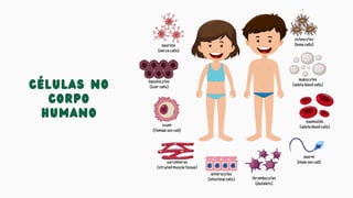 células no
corpo
humano
 