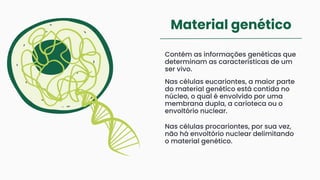 Material genético
Contém as informações genéticas que
determinam as características de um
ser vivo.
Nas células eucariontes, a maior parte
do material genético está contida no
núcleo, o qual é envolvido por uma
membrana dupla, a carioteca ou o
envoltório nuclear.
Nas células procariontes, por sua vez,
não há envoltório nuclear delimitando
o material genético.
 