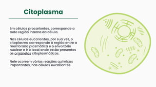 Citoplasma
Em células procariontes, corresponde a
toda região interna da célula.
Nas células eucariontes, por sua vez, o
citoplasma corresponde à região entre a
membrana plasmática e o envoltório
nuclear e é o local onde estão presentes
as organelas citoplasmáticas.
Nele ocorrem várias reações químicas
importantes, nas células eucariontes.
 