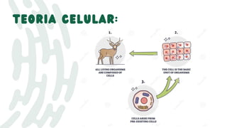 teoria celular:
 