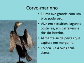 Corvo-marinhoÉ uma ave grande com um bico poderoso.Vive em estuários, lagunas costeiras, em barragens e rios do interior.Alimenta-se de peixes que captura em mergulho.Coloca 3 a 4 ovos azul-claros.