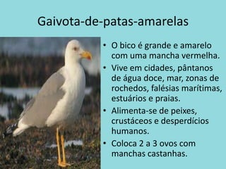 Gaivota-de-patas-amarelasO bico é grande e amarelo com uma mancha vermelha.Vive em cidades, pântanos de água doce, mar, zonas de rochedos, falésias marítimas, estuários e praias.Alimenta-se de peixes, crustáceos e desperdícios humanos.Coloca 2 a 3 ovos com manchas castanhas.