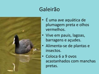 GaleirãoÉ uma ave aquática de plumagem preta e olhos vermelhos.Vive em pauis, lagoas, barragens e açudes.Alimenta-se de plantas e insectos.Coloca 6 a 9 ovosacastanhados com manchas pretas.