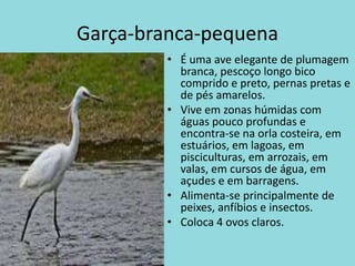 Garça-branca-pequenaÉ uma ave elegante de plumagem branca, pescoço longo bico comprido e preto, pernas pretas e de pés amarelos.Vive em zonas húmidas com águas pouco profundas e encontra-se na orla costeira, em estuários, em lagoas, em pisciculturas, em arrozais, em valas, em cursos de água, em açudes e em barragens.Alimenta-se principalmente de peixes, anfíbios e insectos.Coloca 4 ovos claros.