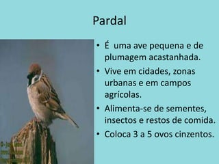 PardalÉ  uma ave pequena e de plumagem acastanhada.Vive em cidades, zonas urbanas e em campos agrícolas.Alimenta-se de sementes, insectos e restos de comida.Coloca 3 a 5 ovos cinzentos.