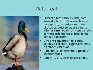 Pato-realO macho tem cabeça verde, bico amarelo, tem um fino anel branco no pescoço, um peito de cor de chocolate, o dorso, as asa e parte inferior cinzento-claros, cauda preta, com rebordo branco e duas penas viradas para cima.Vive em pequenos rios, pauis, açudes ou charcos, lagoas costeiras e grandes estuários.Alimenta-se de sementes, plantas e invertebrados.Coloca 10 a 12 ovos de cor creme.
