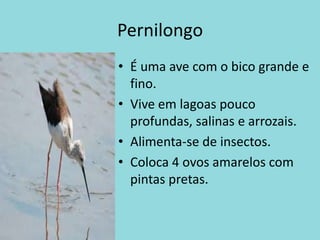 PernilongoÉ uma ave com o bico grande e fino.Vive em lagoas pouco profundas, salinas e arrozais.Alimenta-se de insectos.Coloca 4 ovos amarelos com pintas pretas.