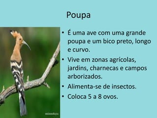 PoupaÉ uma ave com uma grande poupa e um bico preto, longo e curvo.Vive em zonas agrícolas, jardins, charnecas e campos arborizados.Alimenta-se de insectos.Coloca 5 a 8 ovos.